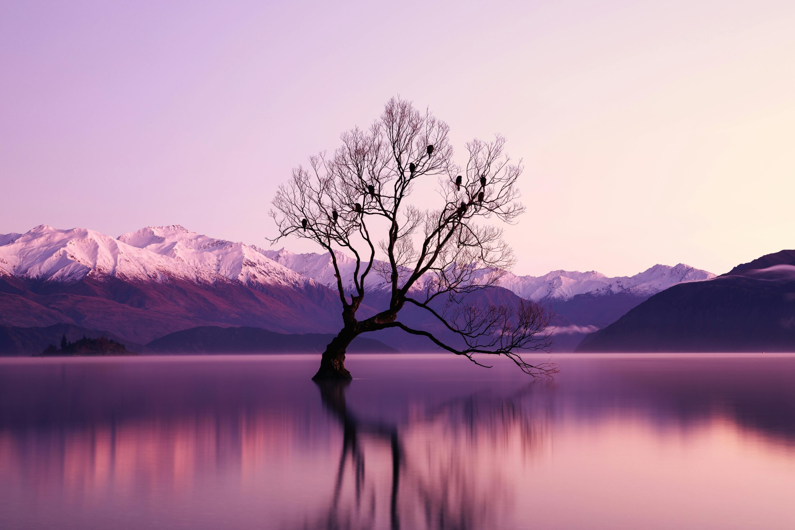That Wanaka Tree reflected in Lake Wanaka at sunrise, New Zealand