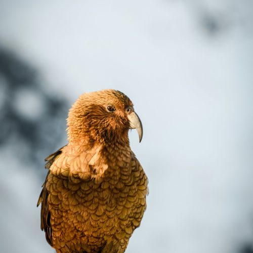 will-turner-j11k5AWLJjE-unsplash will-turner-j11k5AWLJjE-unsplash